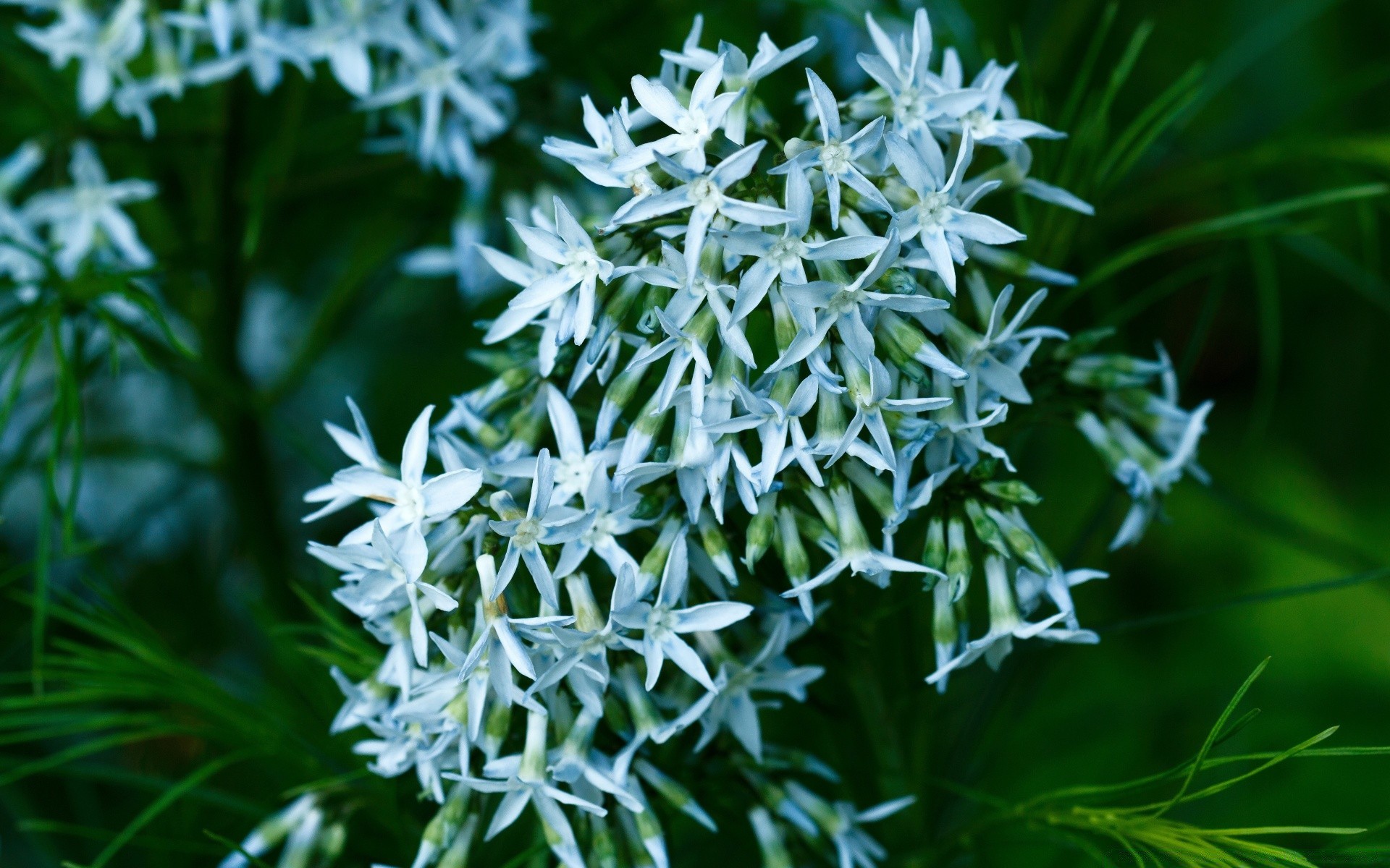 flowers nature flora season leaf grass winter outdoors bright decoration close-up