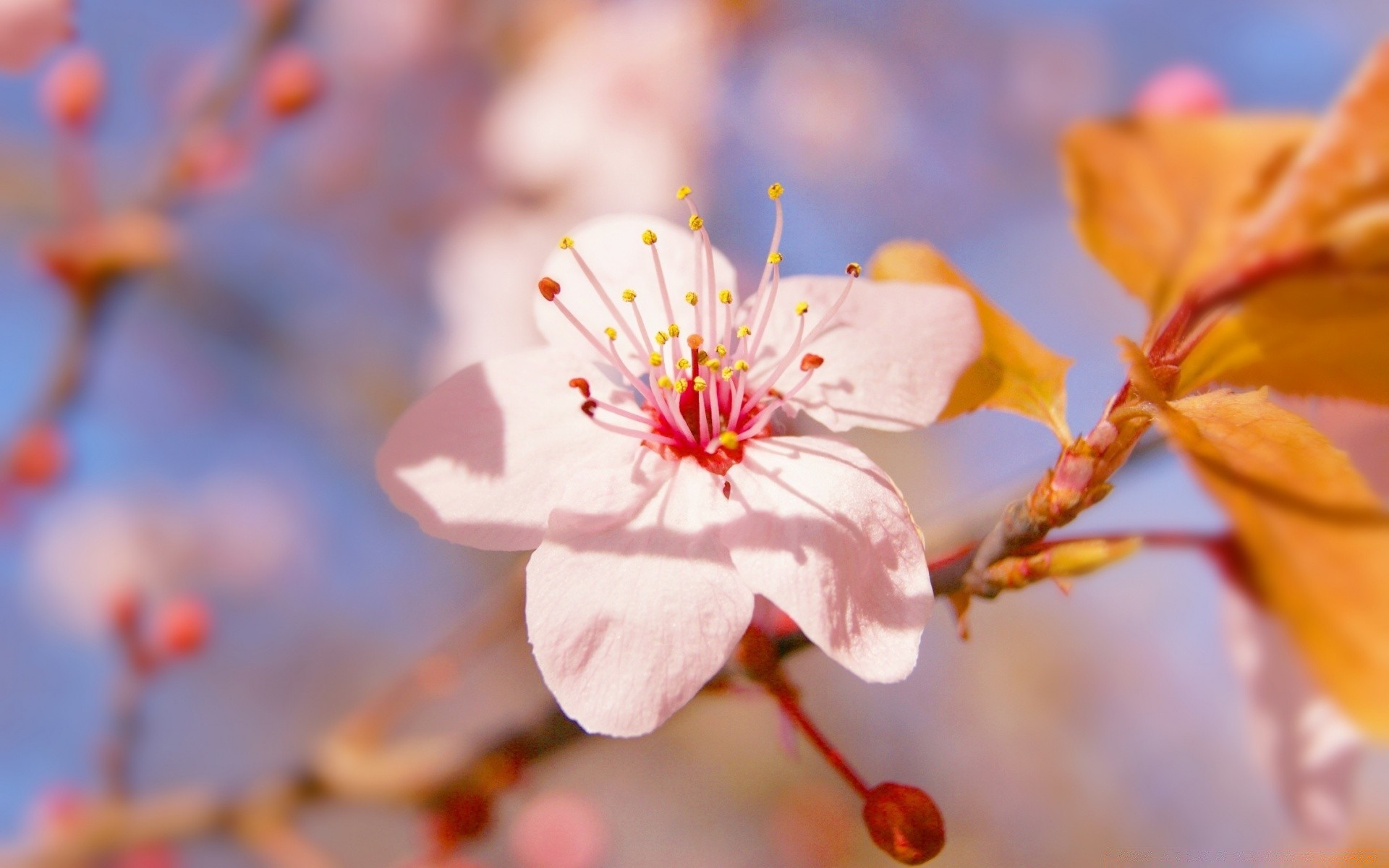 花 自然 花 植物群 叶 分支 樱桃 花园 户外 树 季节 明亮 模糊 花瓣 颜色 增长 开花 夏天 特写 哥们