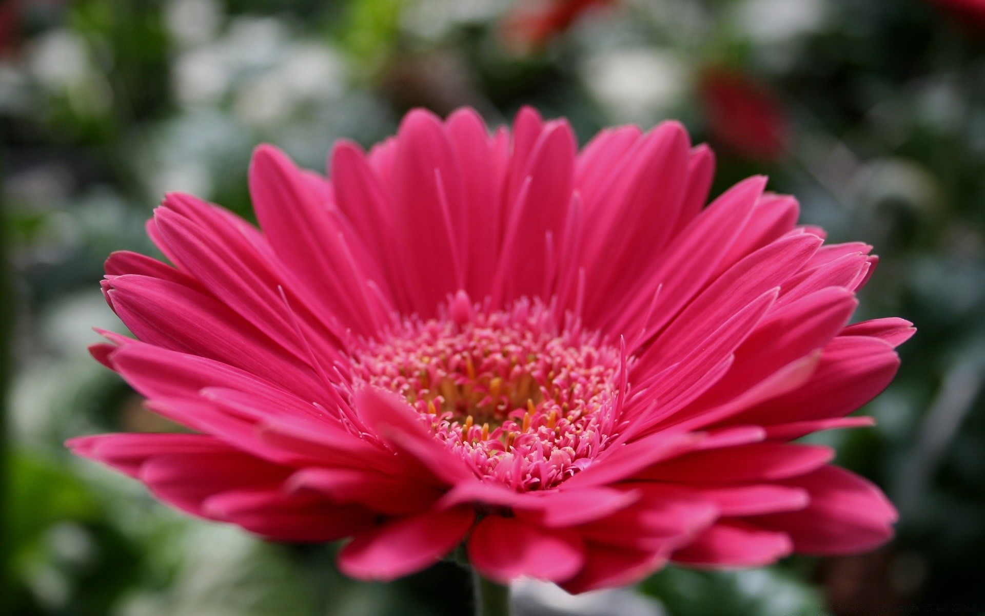 fiori fiore flora natura giardino estate petalo fiore floreale colore foglia luminoso bella crescita botanico amore