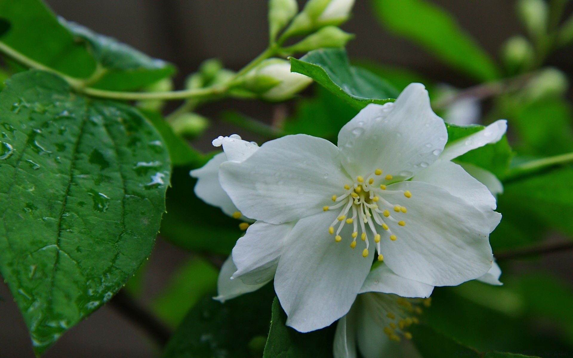 花 自然 叶 花 植物 花园 开花 生长 户外 夏天 树 花瓣 特写 花