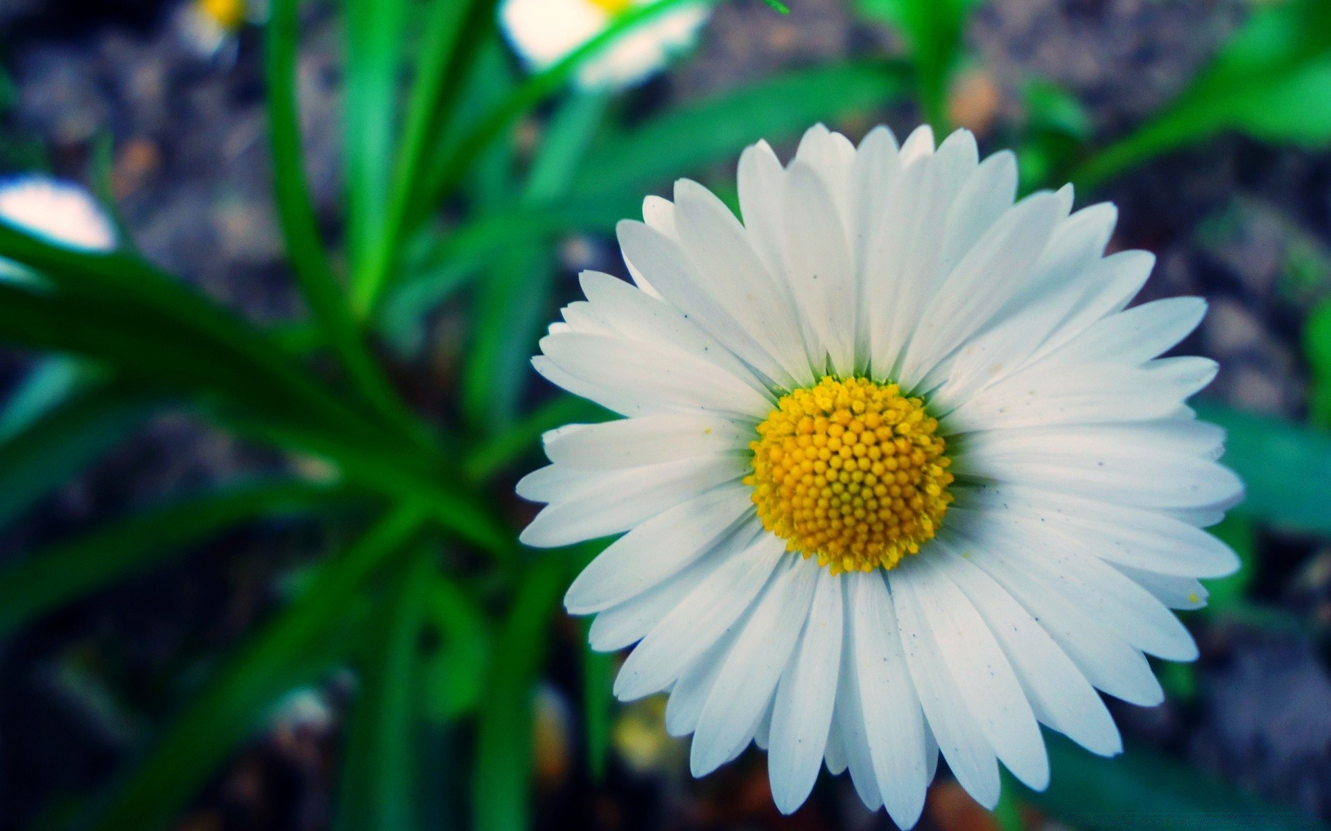 fleurs nature flore feuille été jardin fleur gros plan lumineux couleur herbe à l extérieur bluming croissance champ