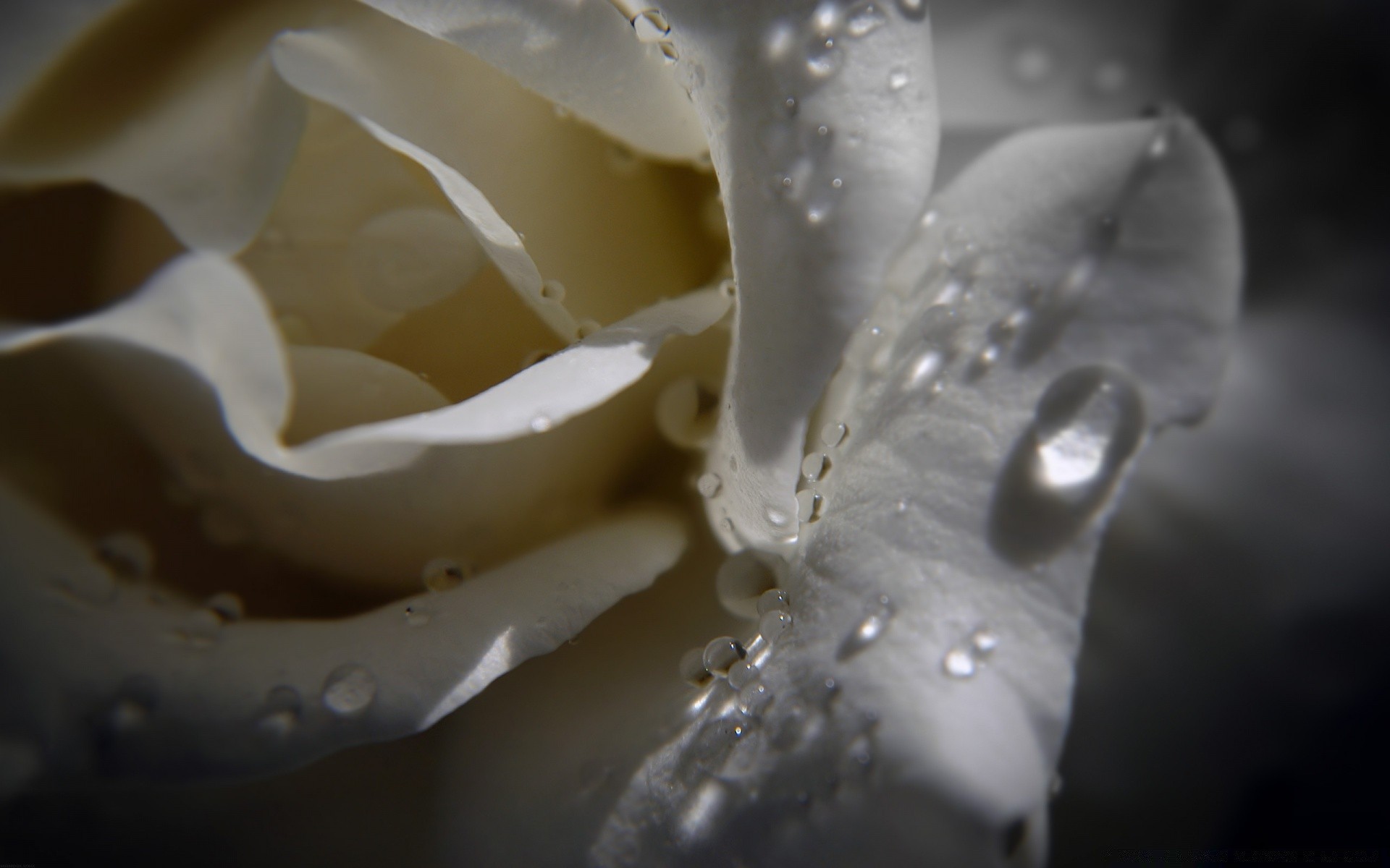 flores agua naturaleza flor gota lluvia naturaleza muerta escritorio boda primer plano mojado abstracto