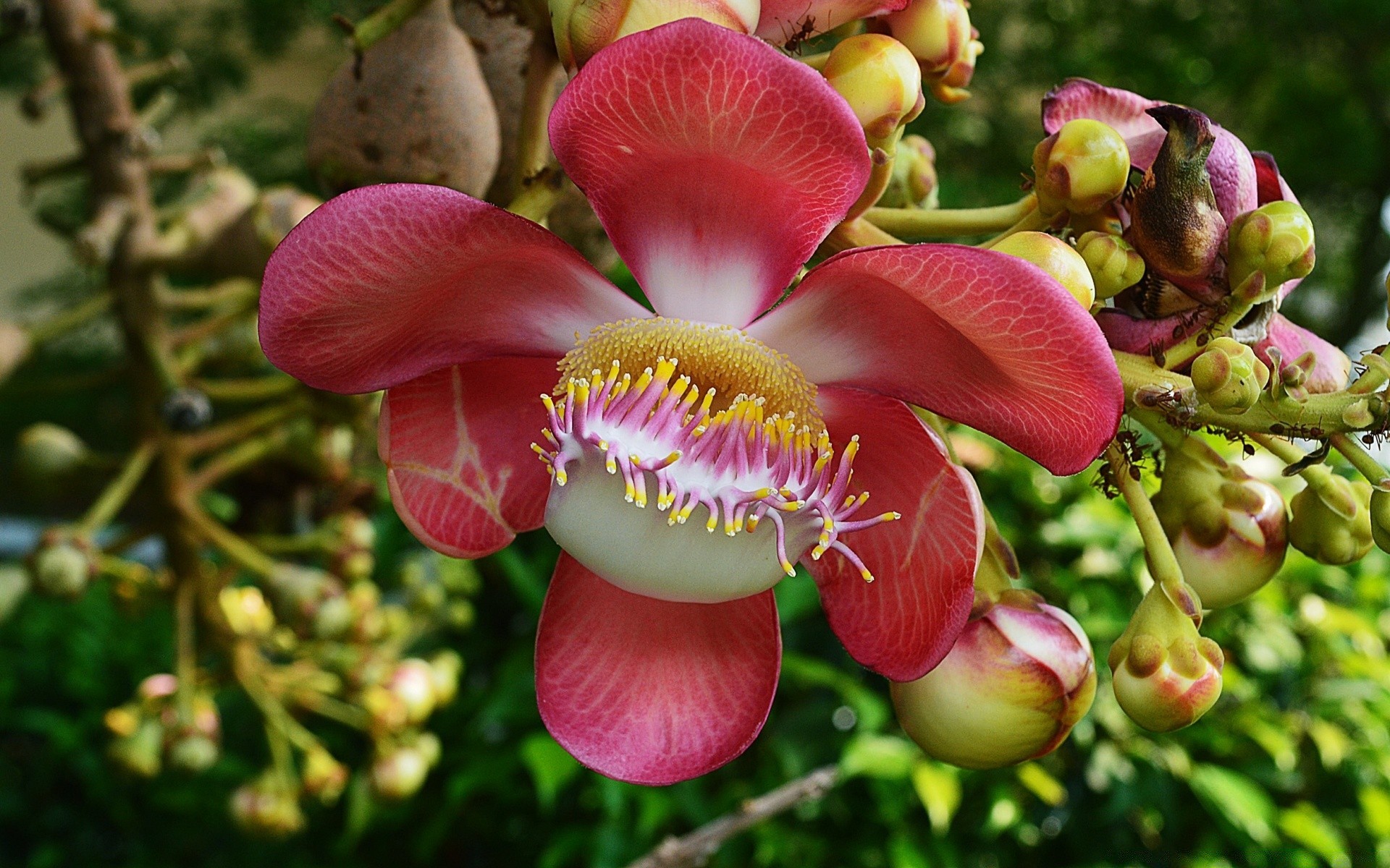 flowers nature flora garden leaf flower summer tree color outdoors branch blooming bright