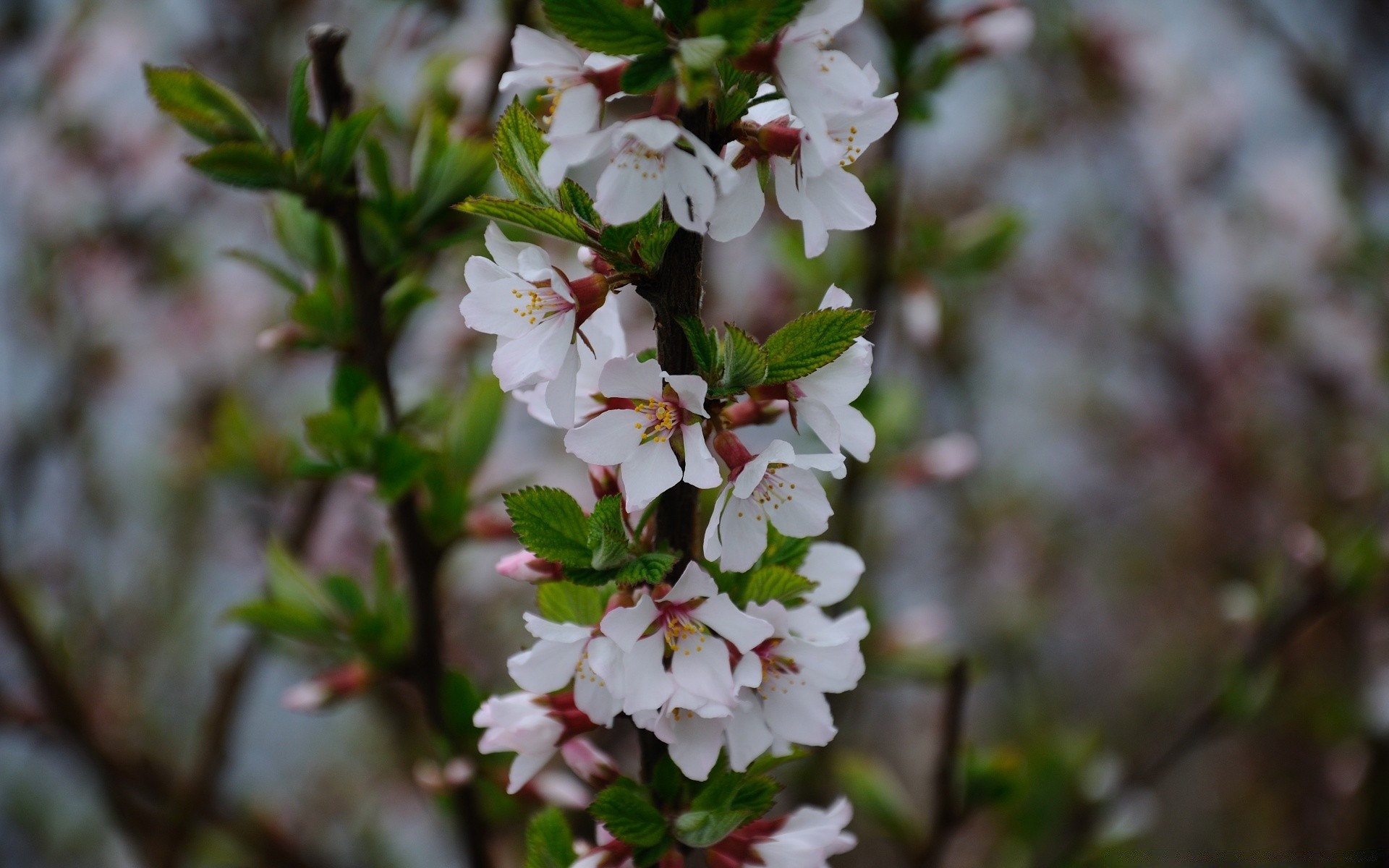 flowers flower tree nature cherry leaf apple branch flora garden blooming season outdoors growth bud close-up petal floral bright