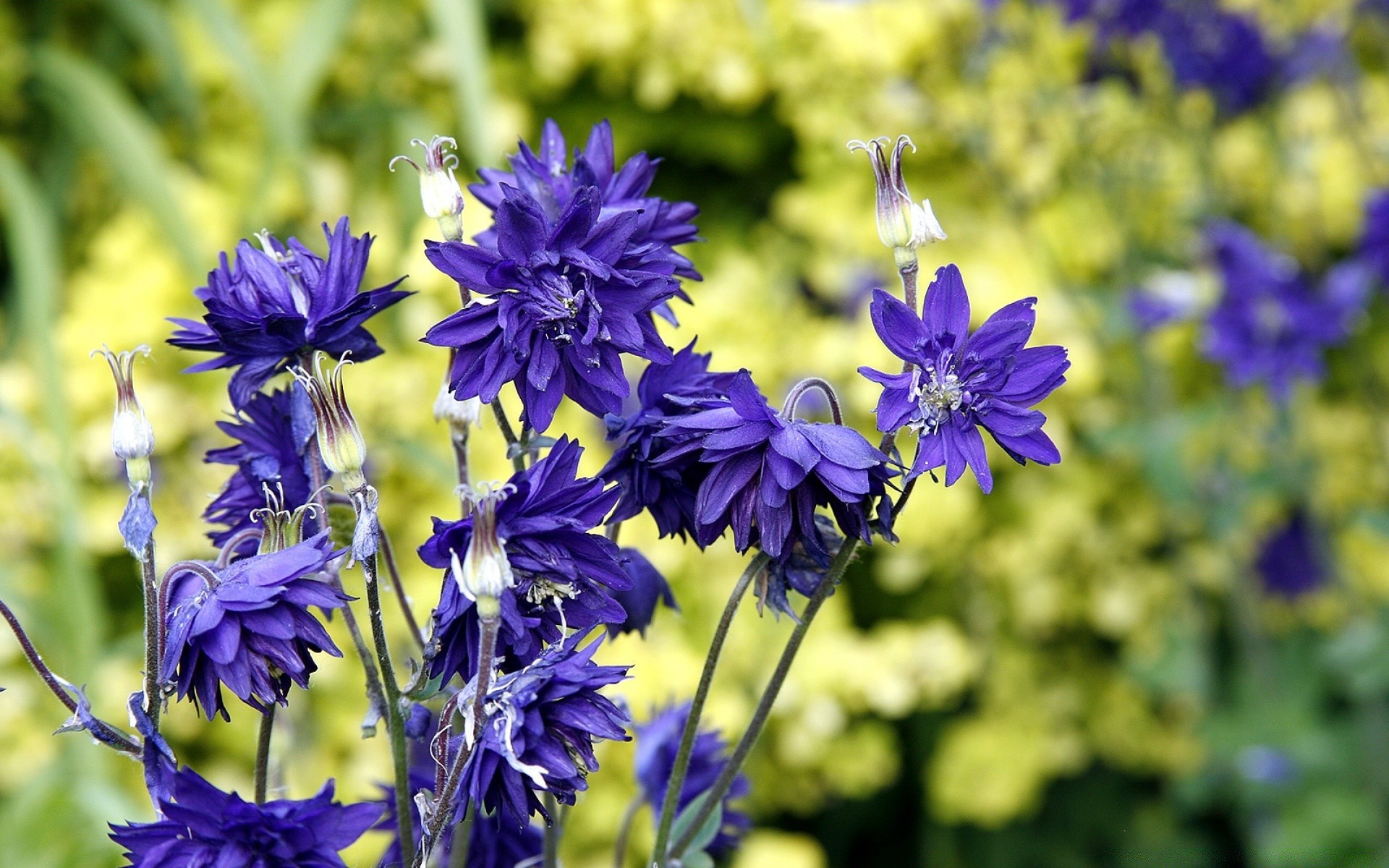 flowers flower nature flora summer garden blooming petal floral leaf field growth season hayfield color bright outdoors close-up bouquet beautiful