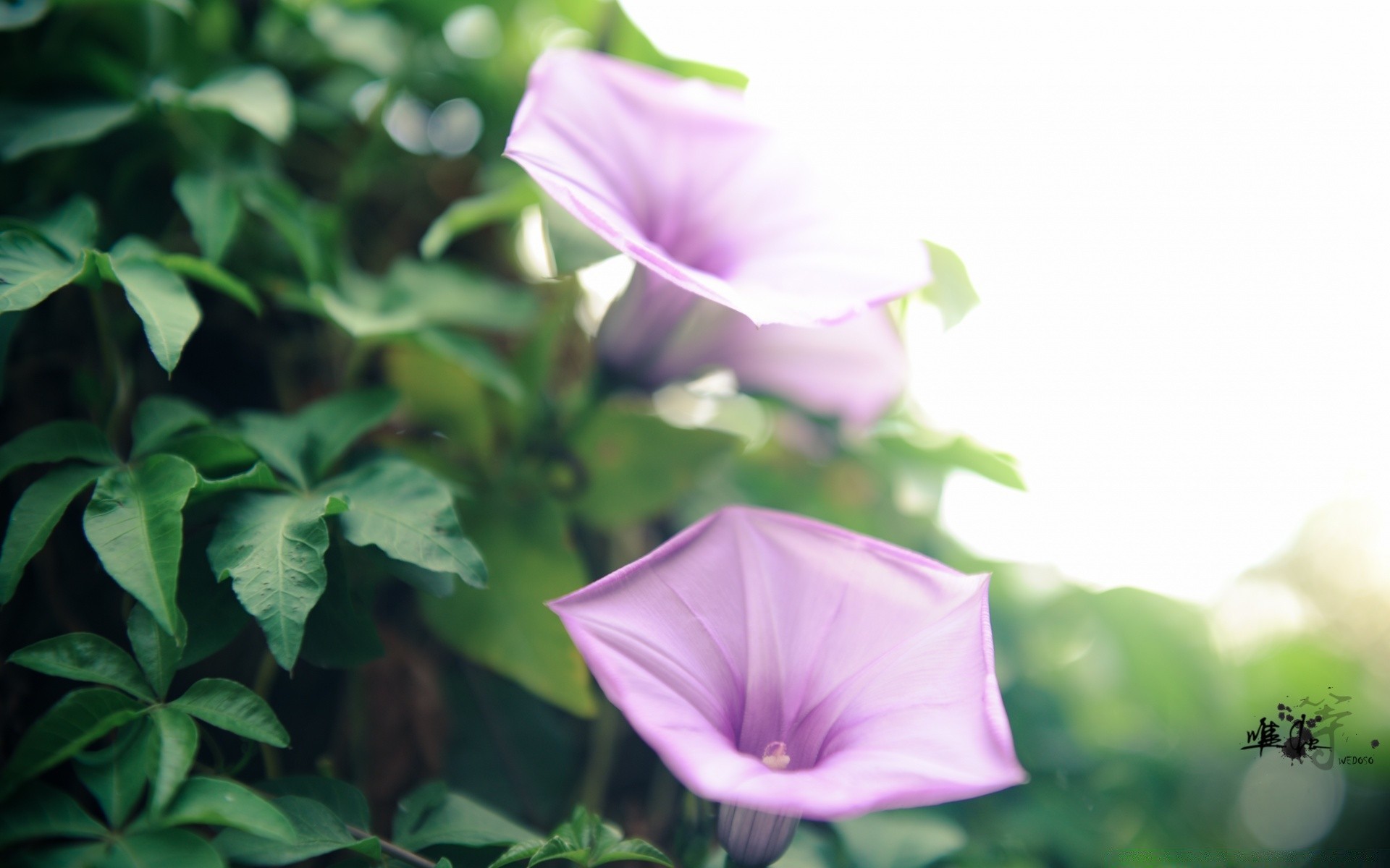 花 自然 花 叶 植物群 夏天 明亮 颜色 花园 美丽 生长 好天气 太阳 开花