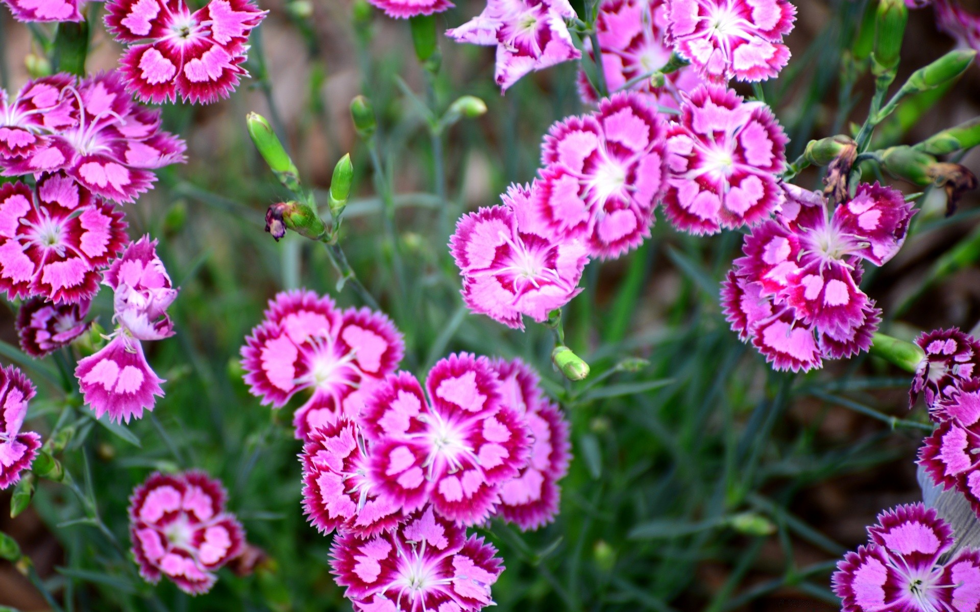 flowers flower floral nature flora leaf summer garden blooming petal bright color growth decoration bouquet carnation season cluster close-up