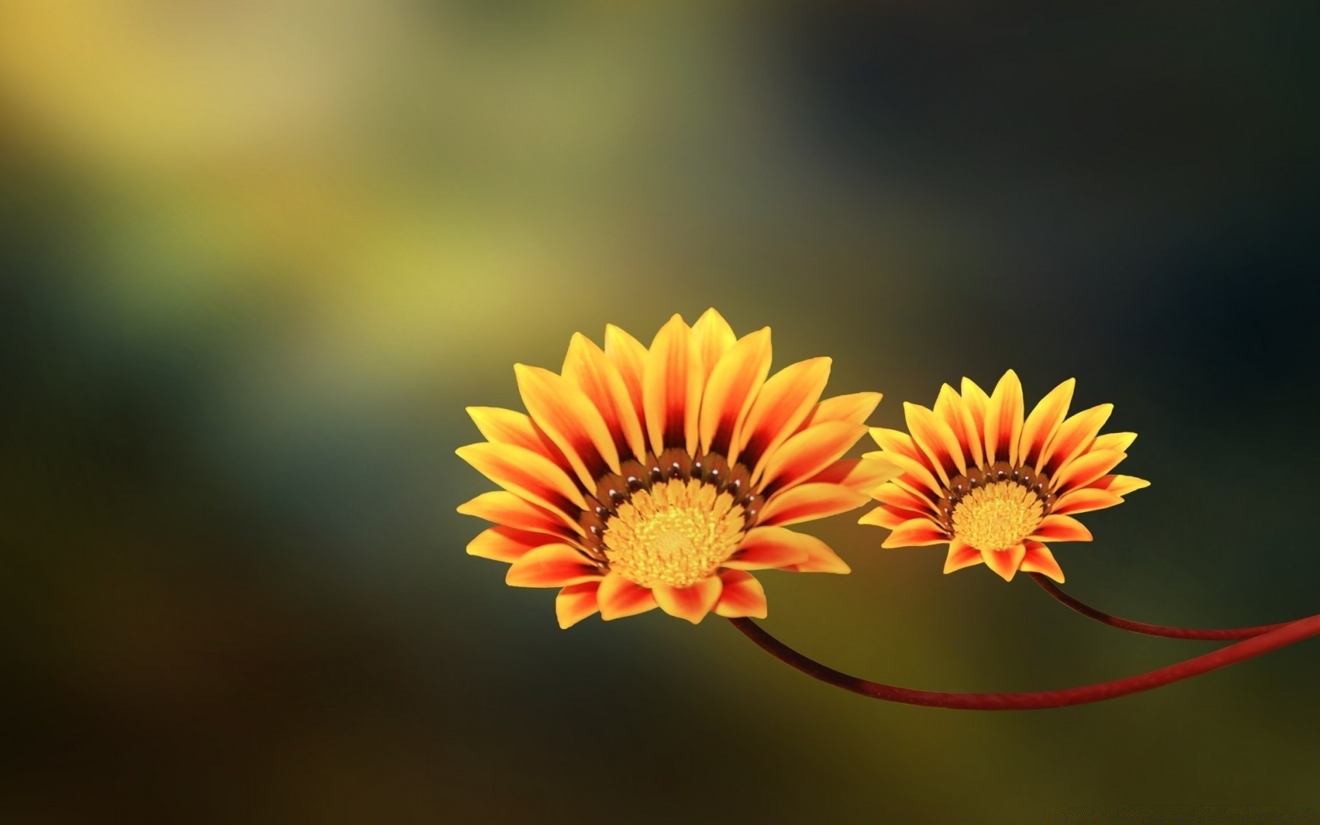 flowers nature flower summer flora bright leaf petal growth garden color close-up outdoors floral beautiful