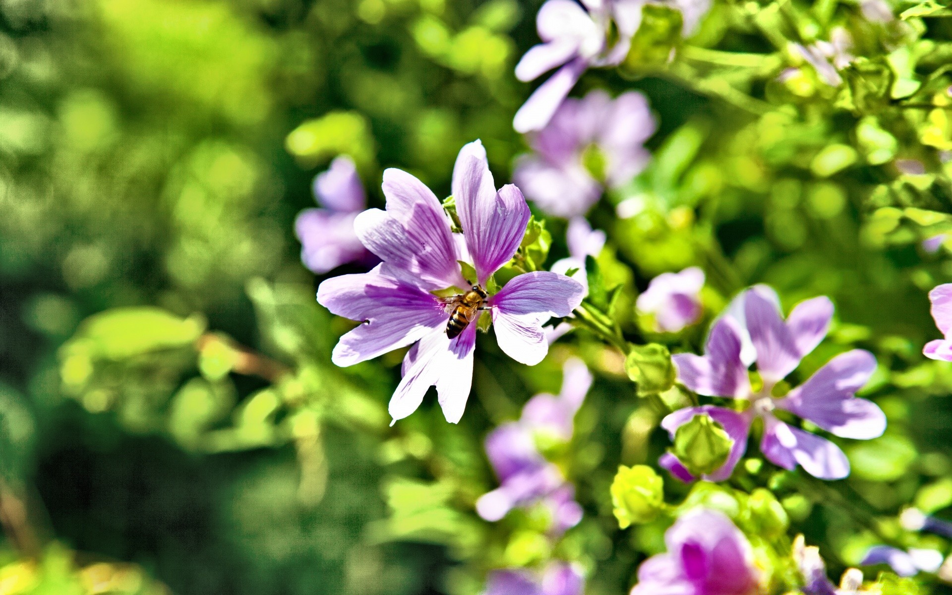 fiori natura fiore giardino flora foglia estate crescita fioritura all aperto petalo erba floreale luminoso bel tempo