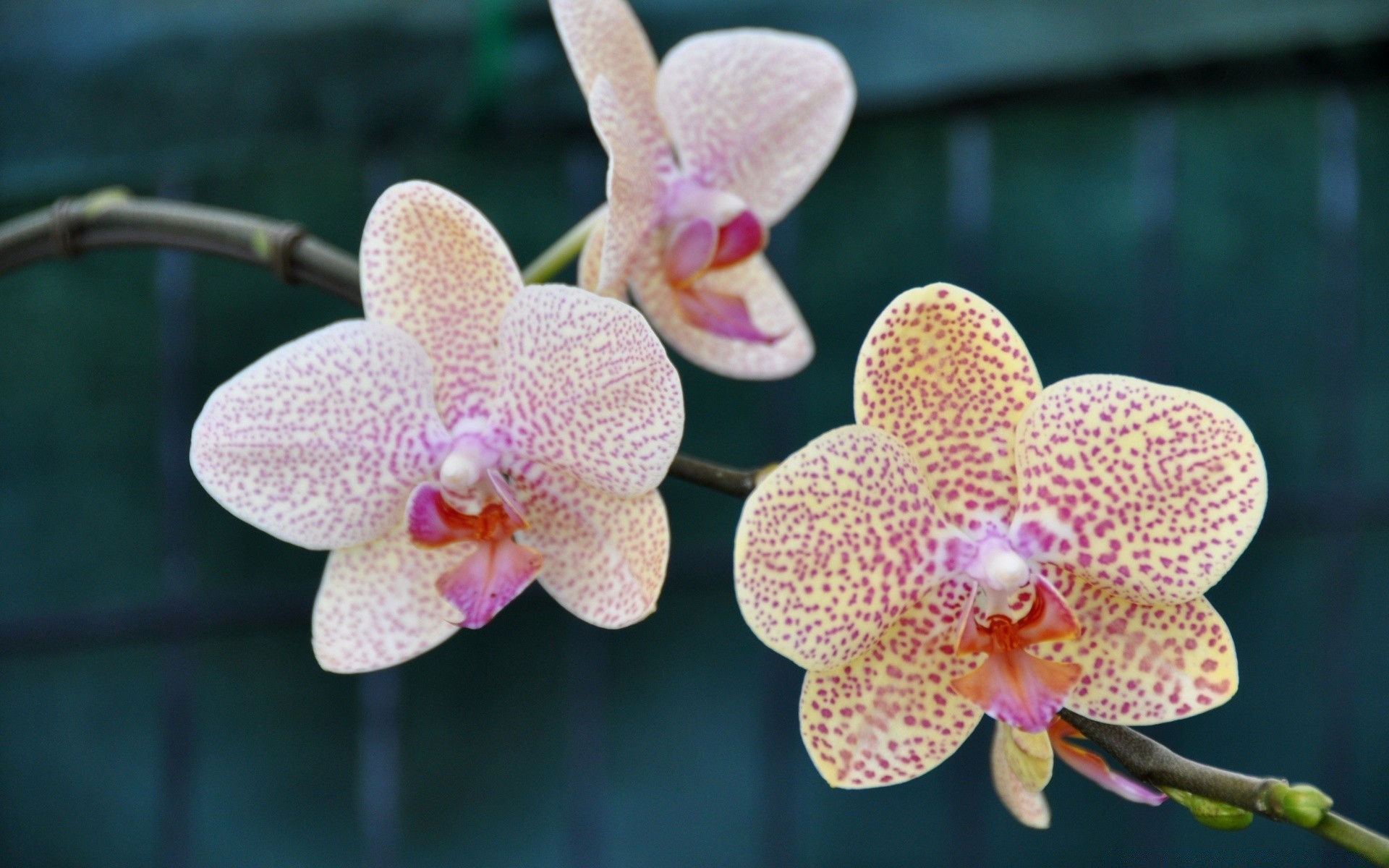 kwiaty kwiat tropikalny natura egzotyczny flora płatek bluming kwiatowy piękny phalaenopsis orchidee oddział ogród łuska kolor botaniczny liść jasny zbliżenie