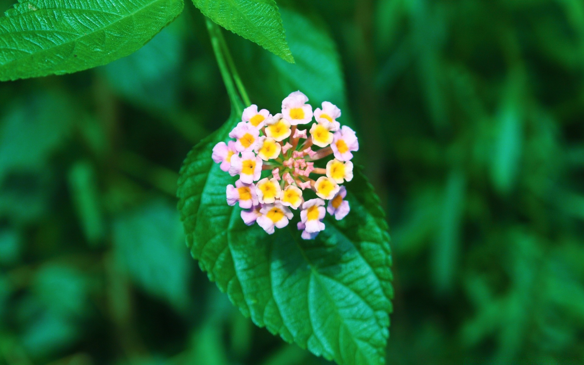 blumen natur blatt flora sommer hell blume wachstum garten im freien schließen farbe