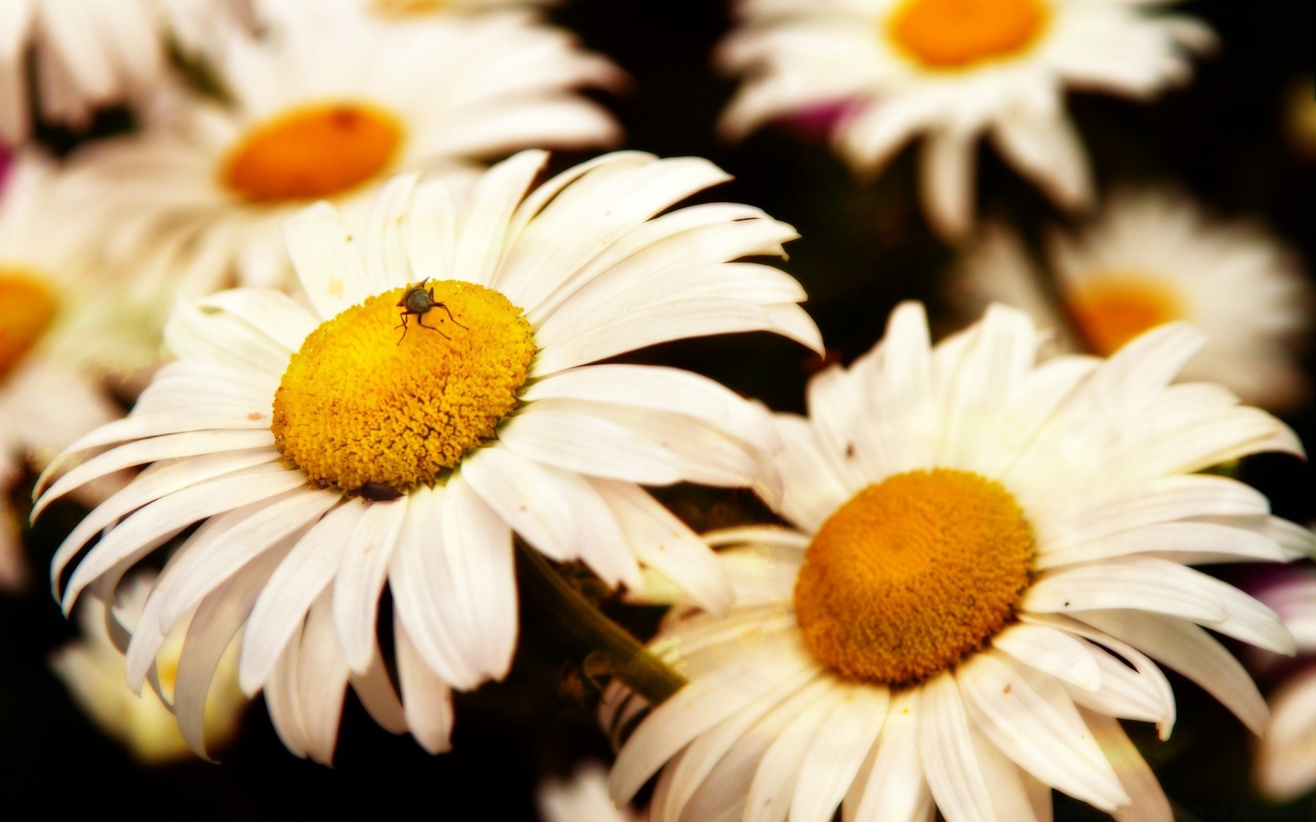 çiçekler doğa çiçek flora yaz bahçe petal renk parlak güzel çiçek açan çiçek yaprak sezon yakın çekim papatyalar