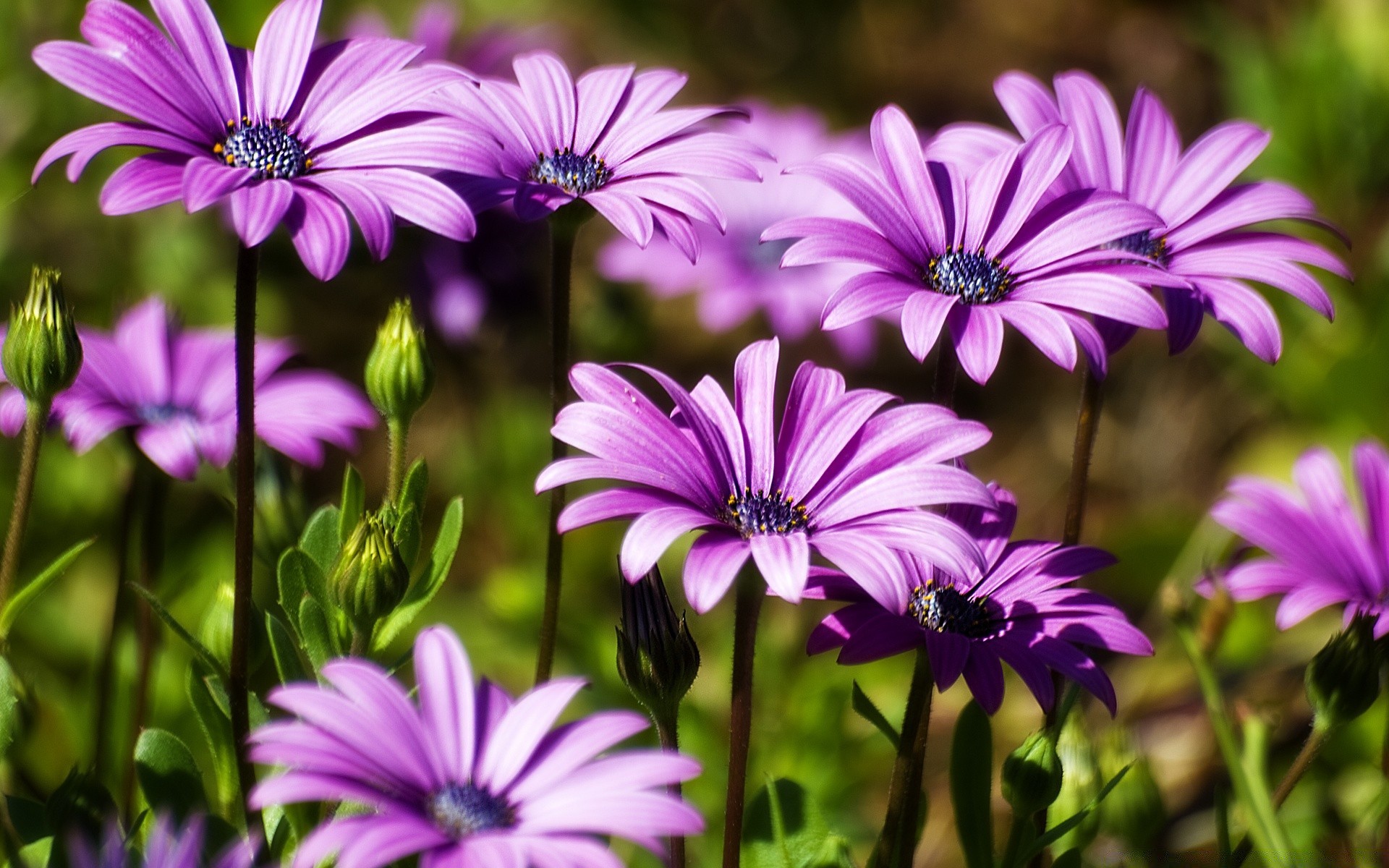 kwiaty kwiat flora natura ogród bluming kwiatowy płatek lato kolor liść wzrost