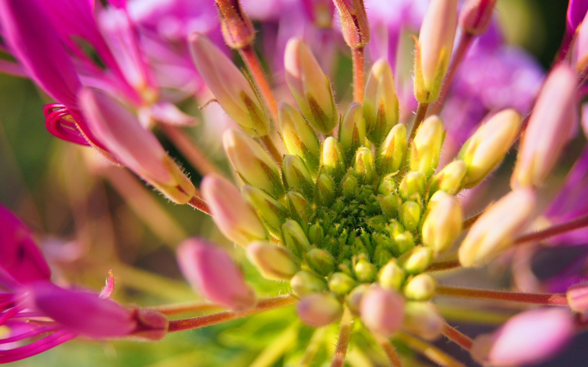 fleurs nature fleur flore jardin pétale été bluming floral couleur gros plan lumineux feuille belle sauvage vivace à l extérieur champ croissance parc