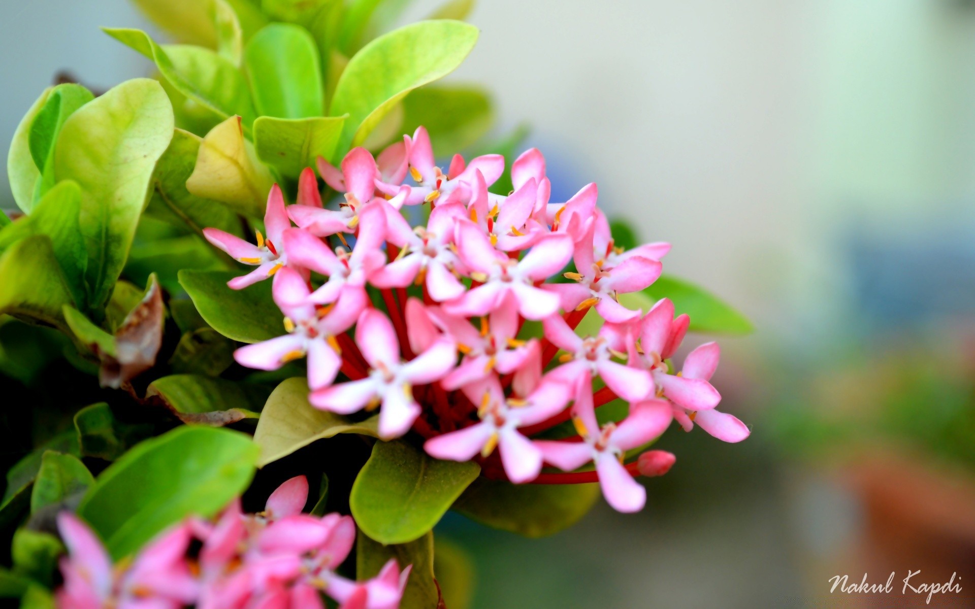 flowers nature leaf flower flora floral garden summer close-up blooming petal bright color beautiful