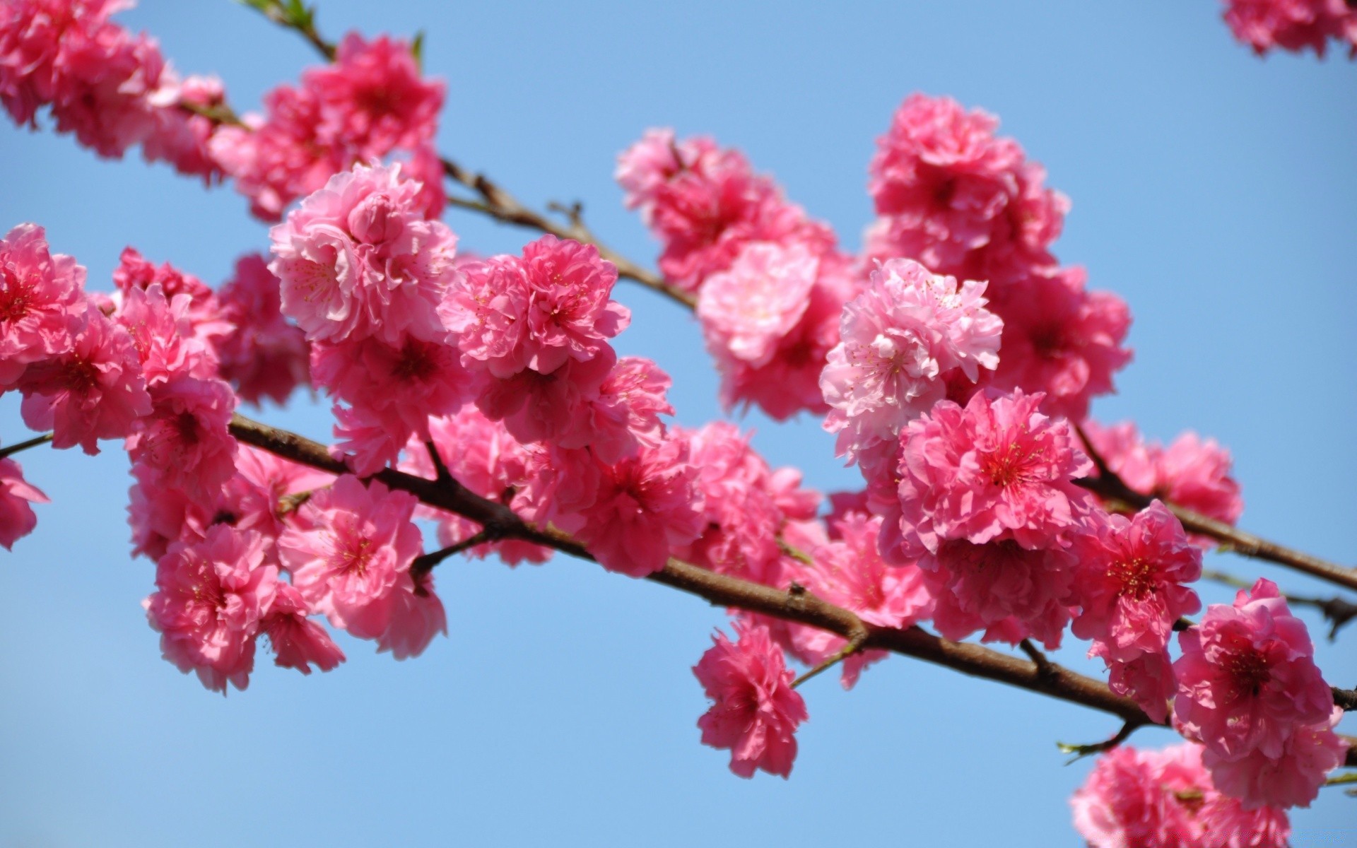 flowers flower cherry branch blooming tree flora nature garden petal season bud bright close-up growth floral springtime color outdoors delicate