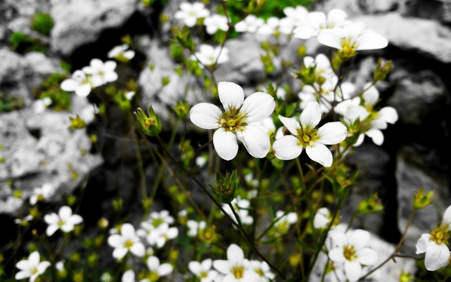 çiçekler çiçek doğa çiçek açan flora bahçe petal yaz yaprak çiçek açık havada güzel havalarda sezon çimen park güneş parlak renk