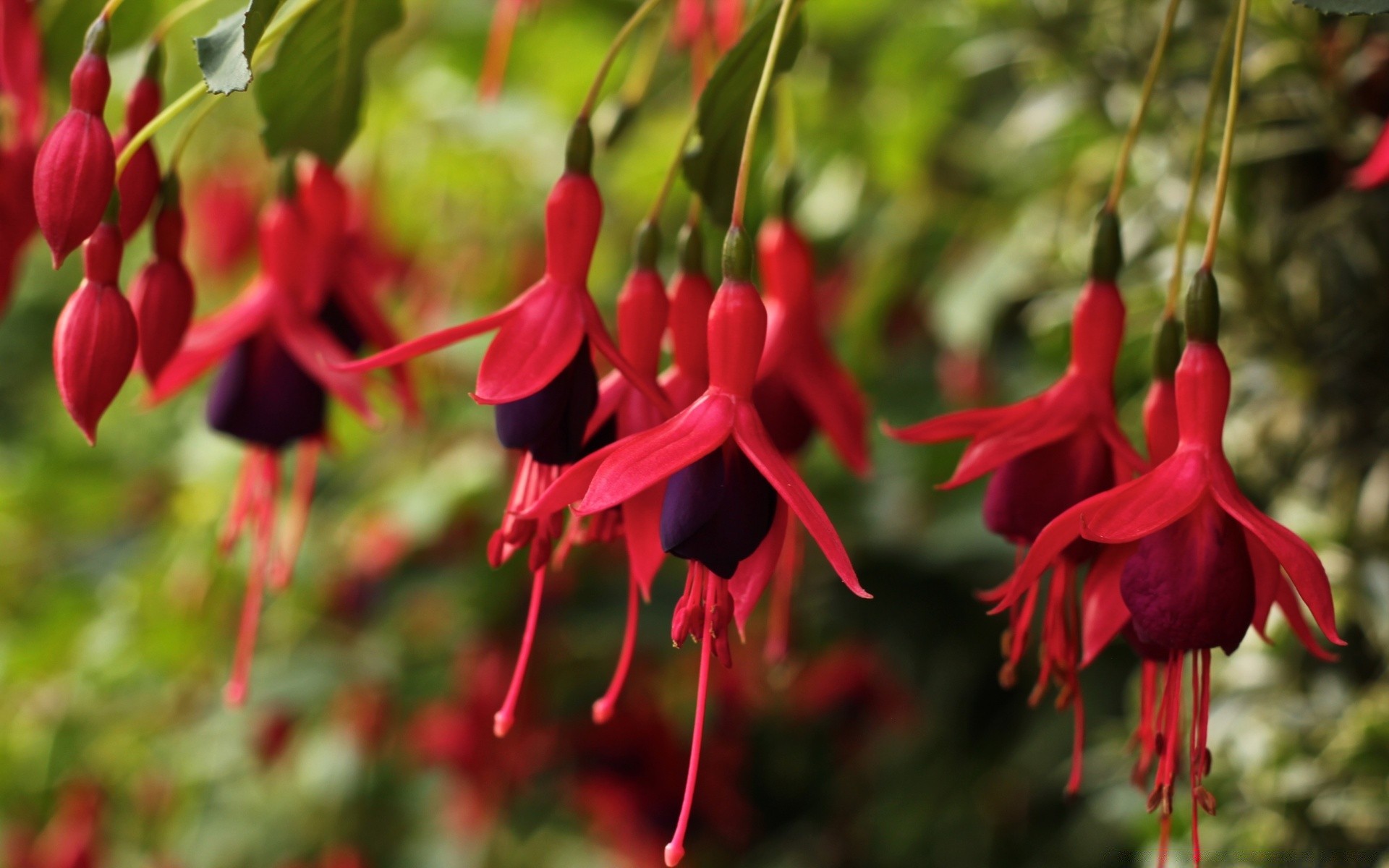 fleurs nature fleur à l extérieur jardin flore feuille couleur arbre sauvage été croissance gros plan belle