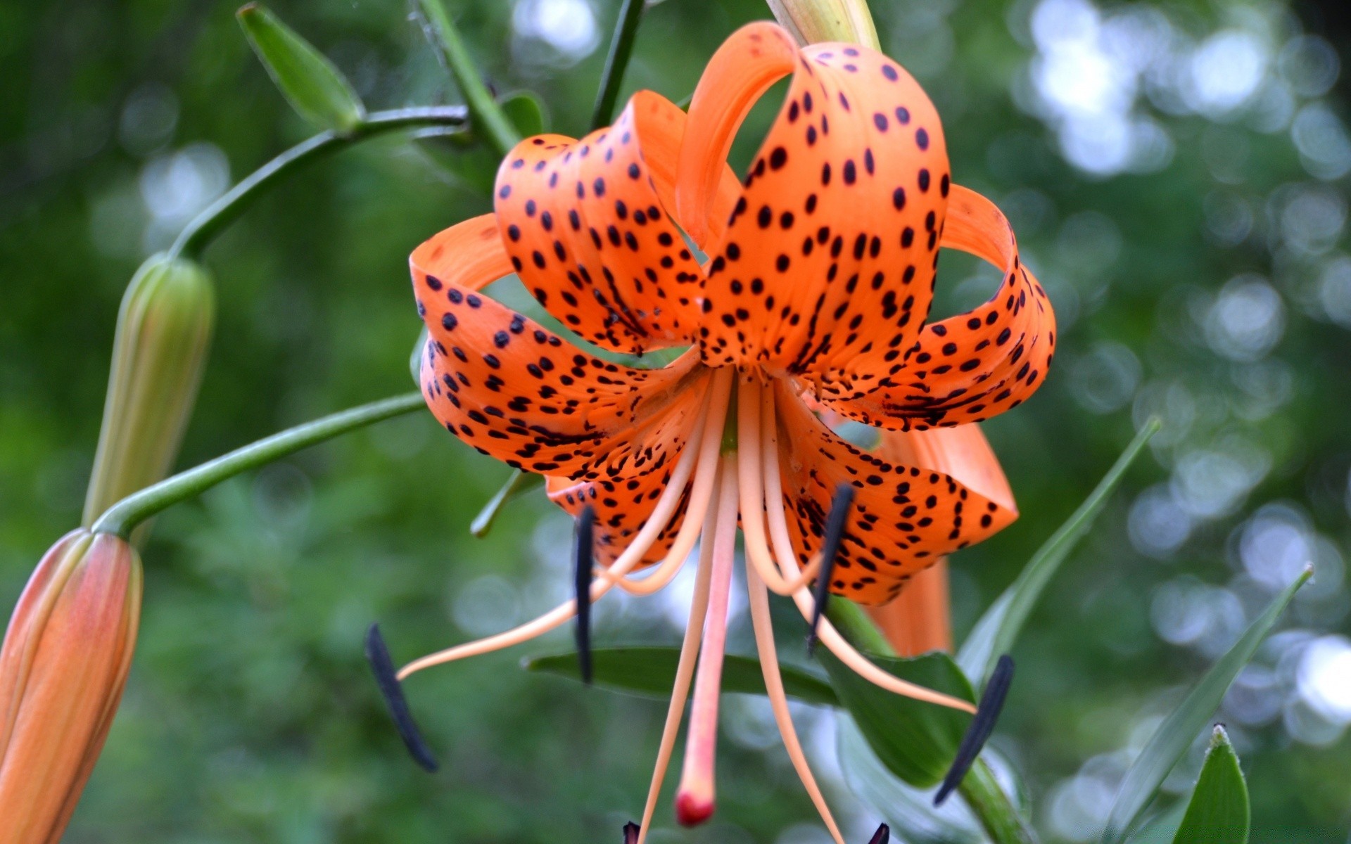 fiori natura fiore flora foglia giardino estate colore bello primo piano floreale bloom