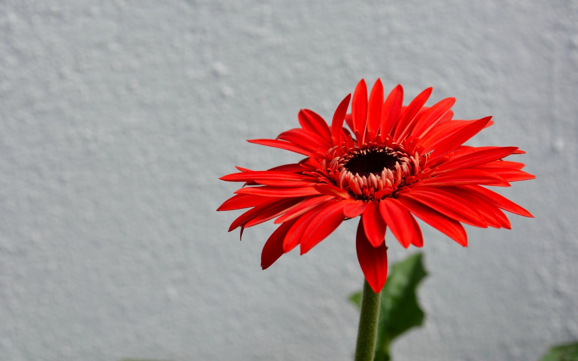 kwiaty kwiat flora natura lato płatek kolor zbliżenie