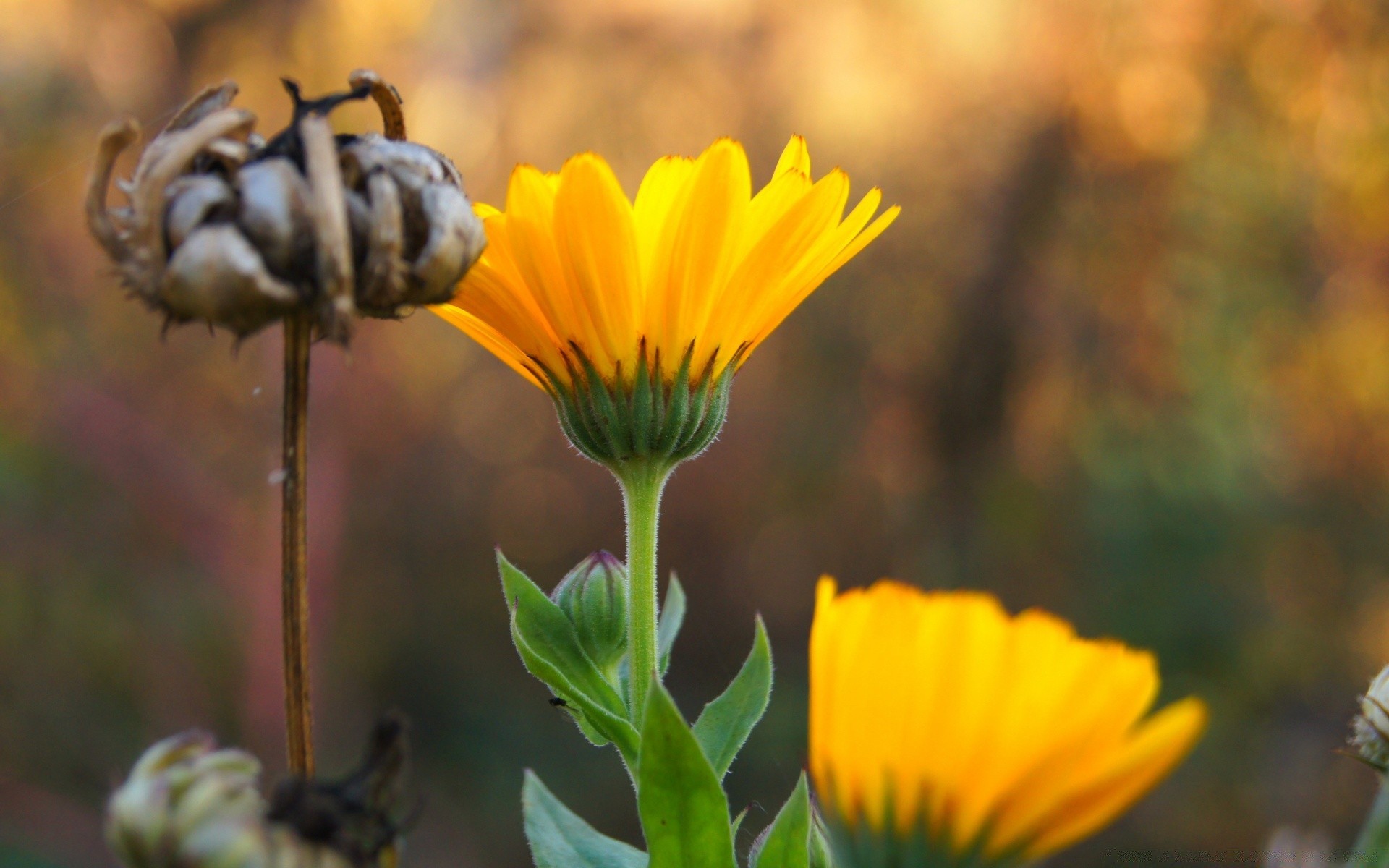 blumen natur blume flora sommer im freien biene insekt garten blatt schließen