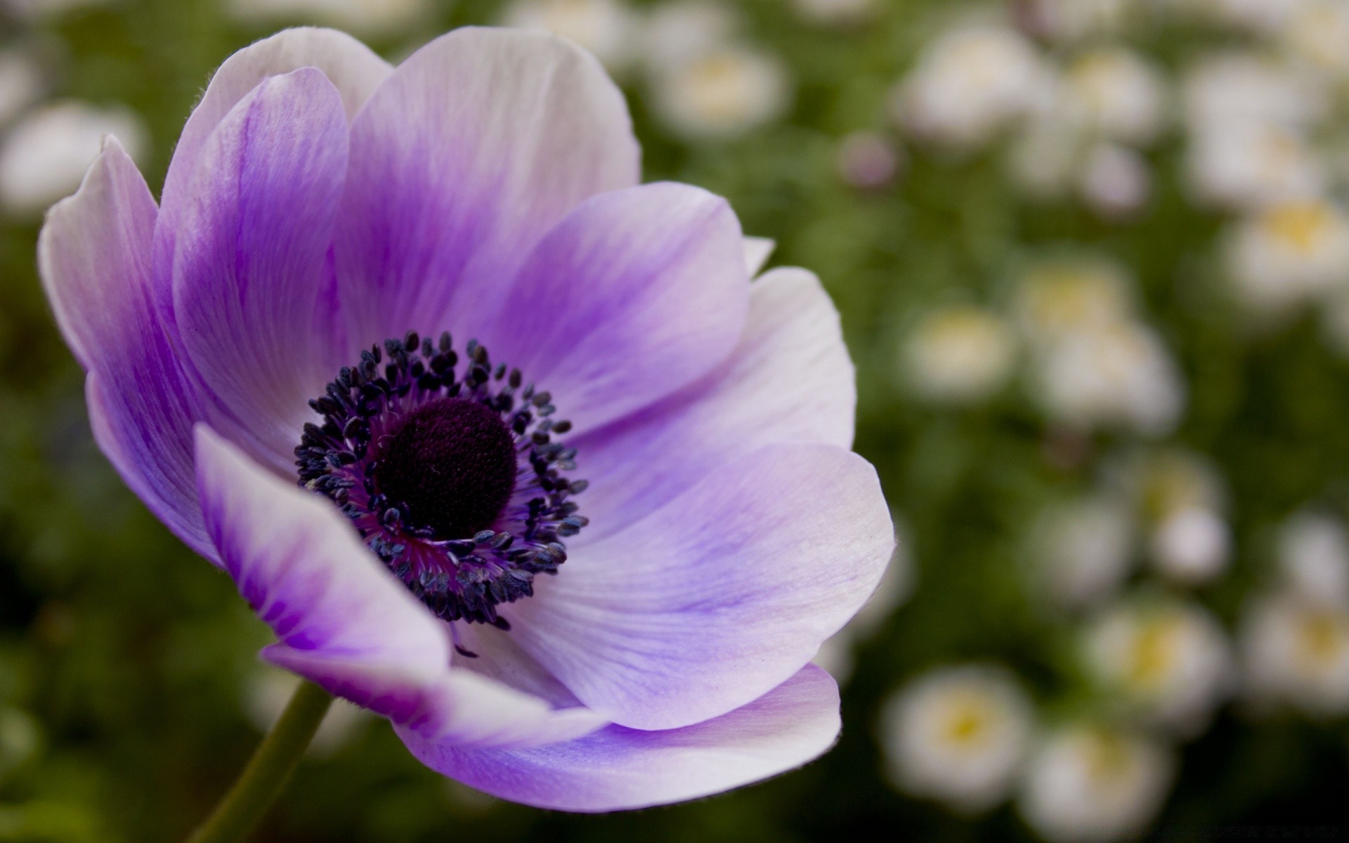 çiçekler çiçek doğa flora yaz bahçe yaprak renk çiçek açan çiçek parlak petal güzel büyüme yakın çekim botanik sezon açık havada violet