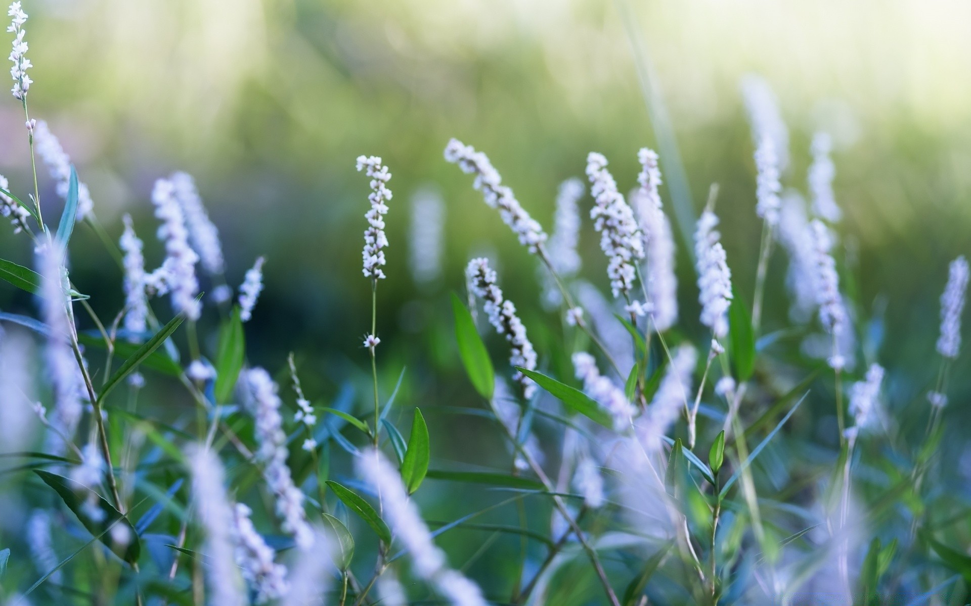 flowers nature flora flower summer grass leaf field outdoors season growth hayfield fair weather rural bright close-up garden wild husk blooming