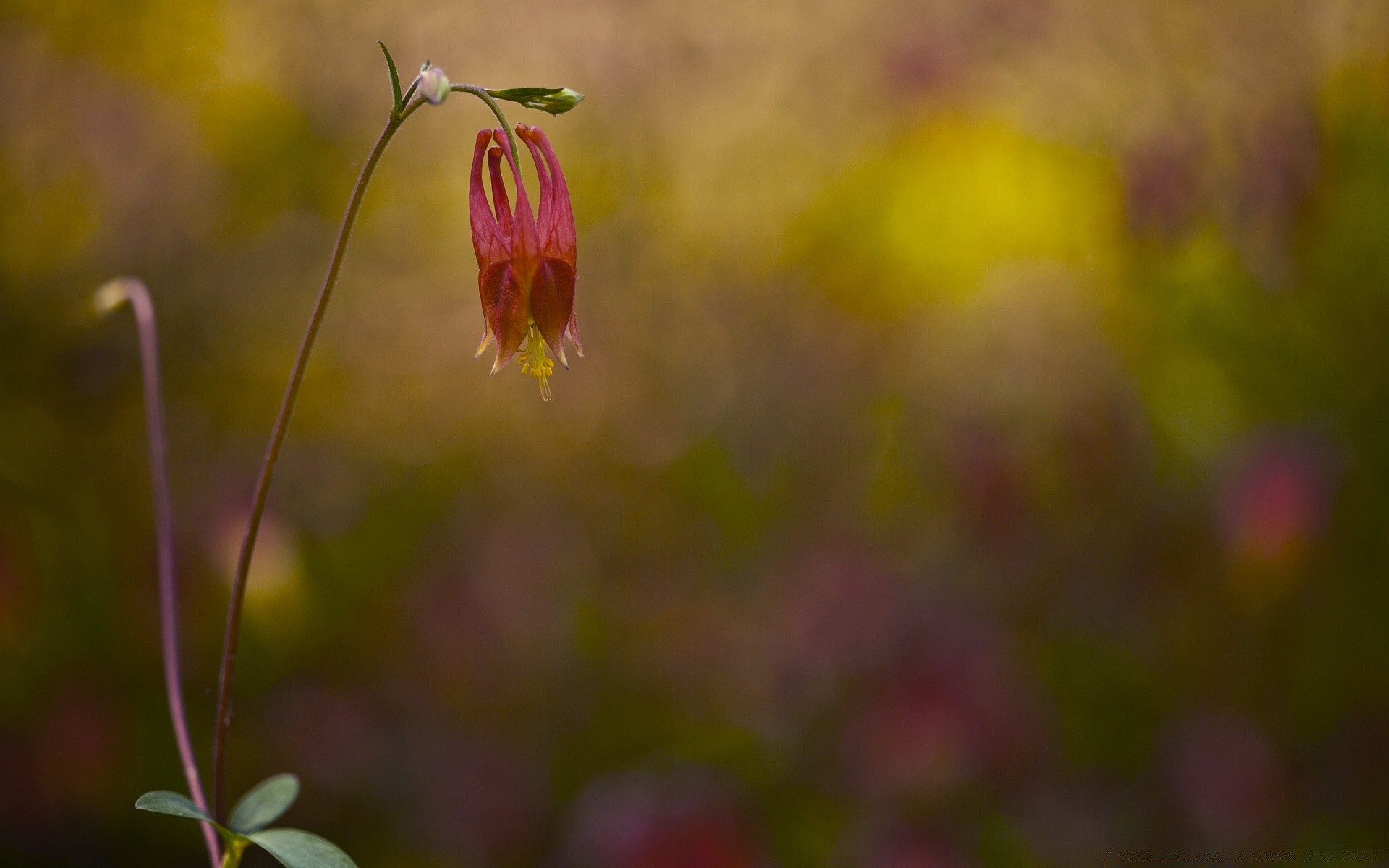 flowers flower nature outdoors flora leaf summer garden grass blur growth bright color fair weather field