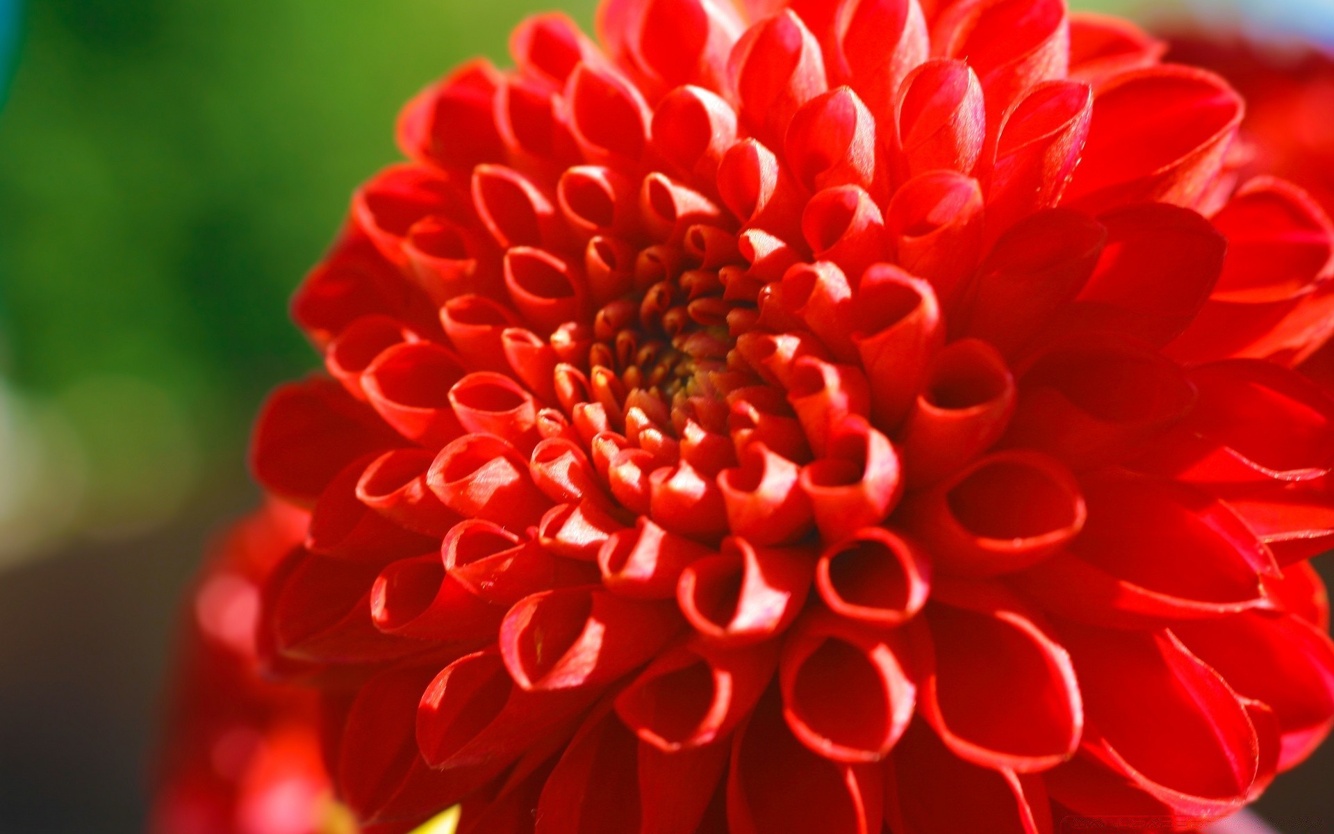 flowers nature flower flora color summer petal dahlia bright close-up beautiful floral garden blooming desktop