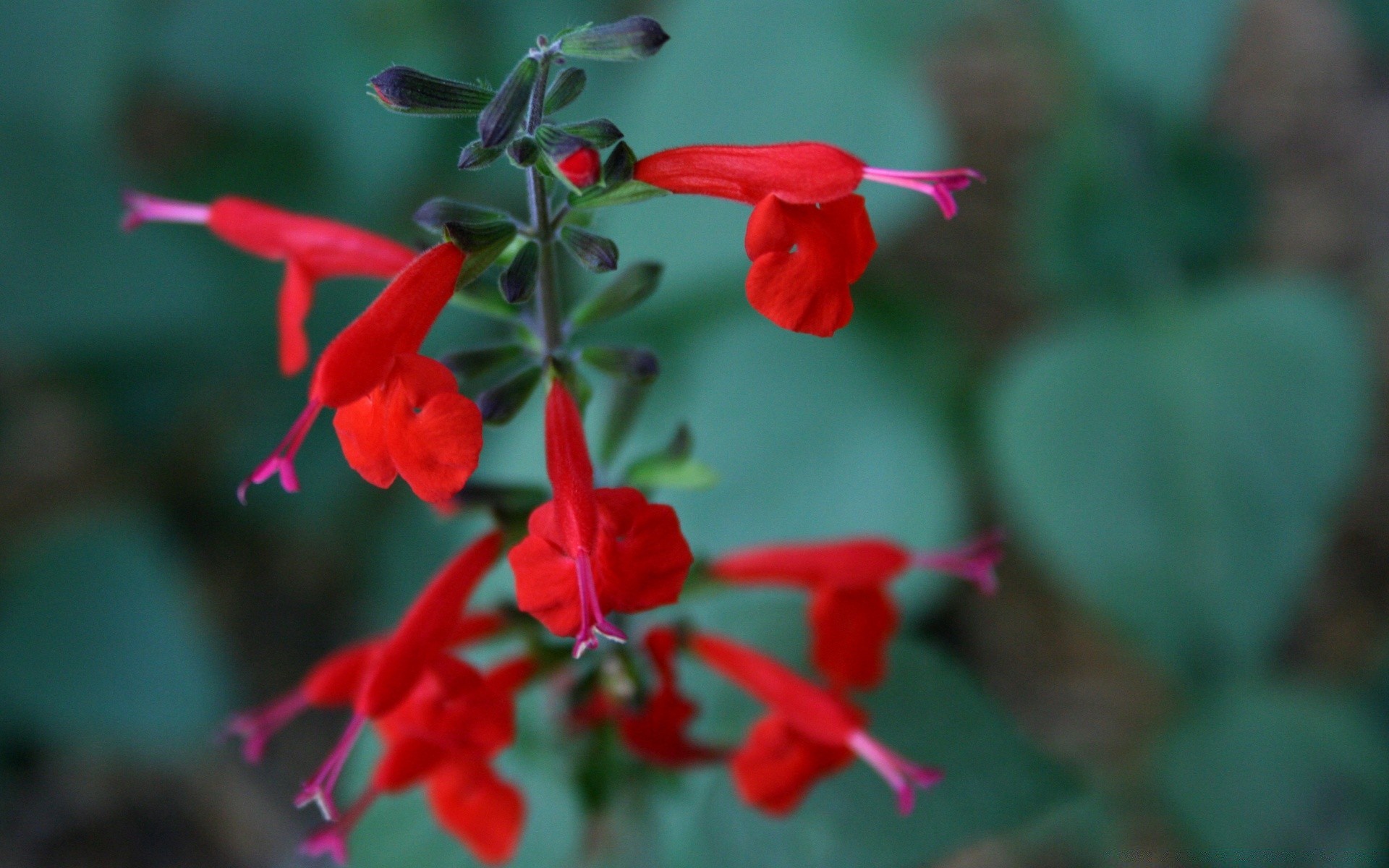 kwiaty kwiat natura flora ogród liść na zewnątrz bluming lato kwiatowy