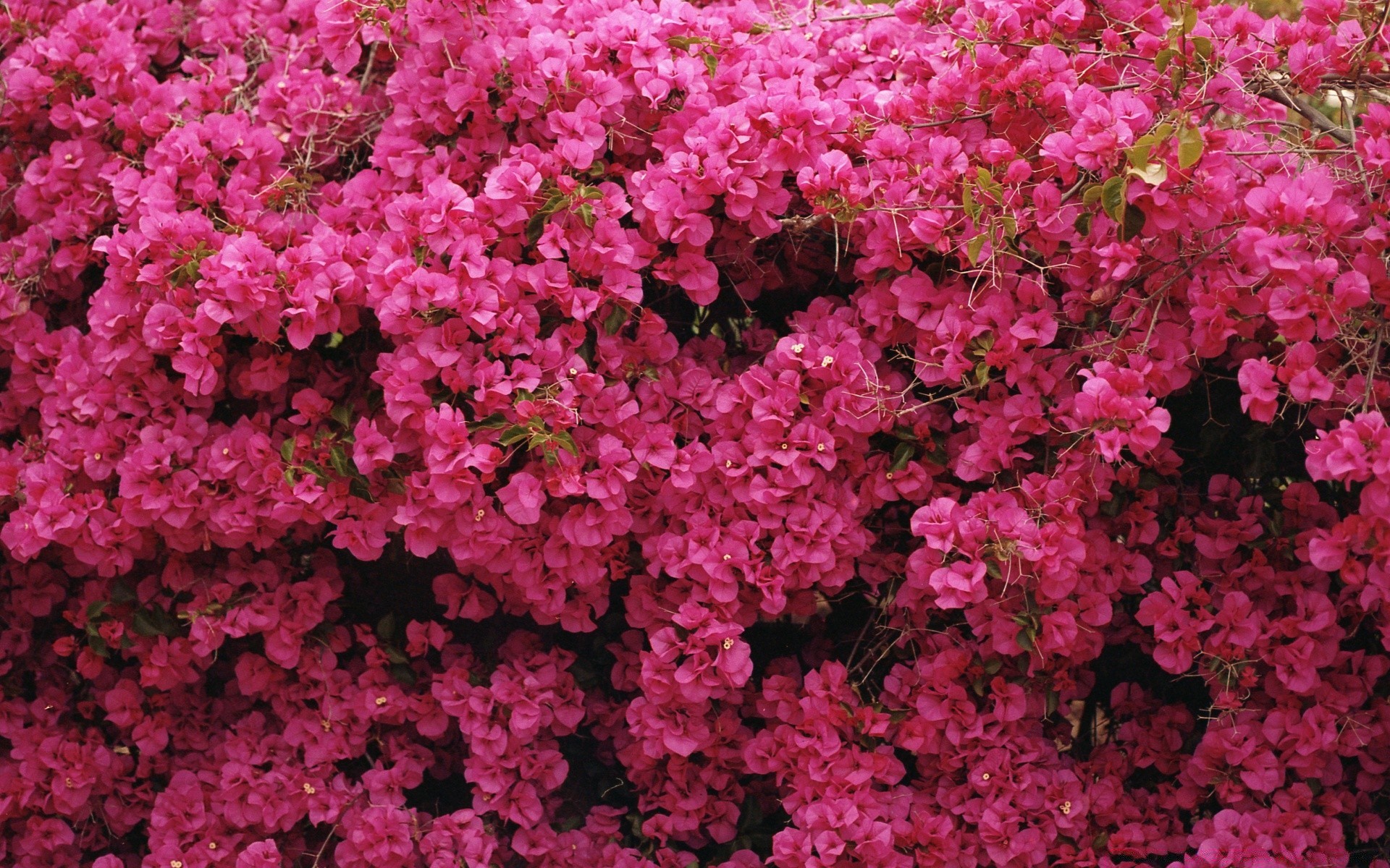 flowers flower flora garden blooming nature growth shrub floral bright season petal leaf summer color decoration rhododendron vibrant