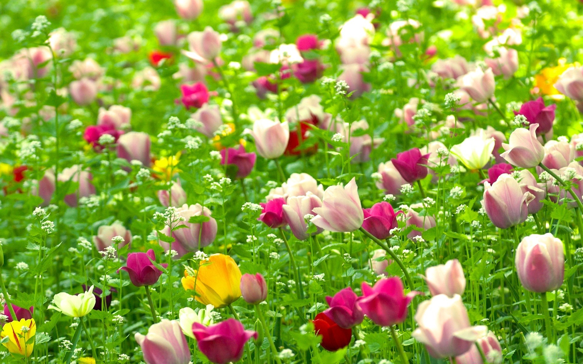 flowers garden flower nature flora summer leaf blooming field floral growth petal bed tulip outdoors grass bright season agriculture hayfield