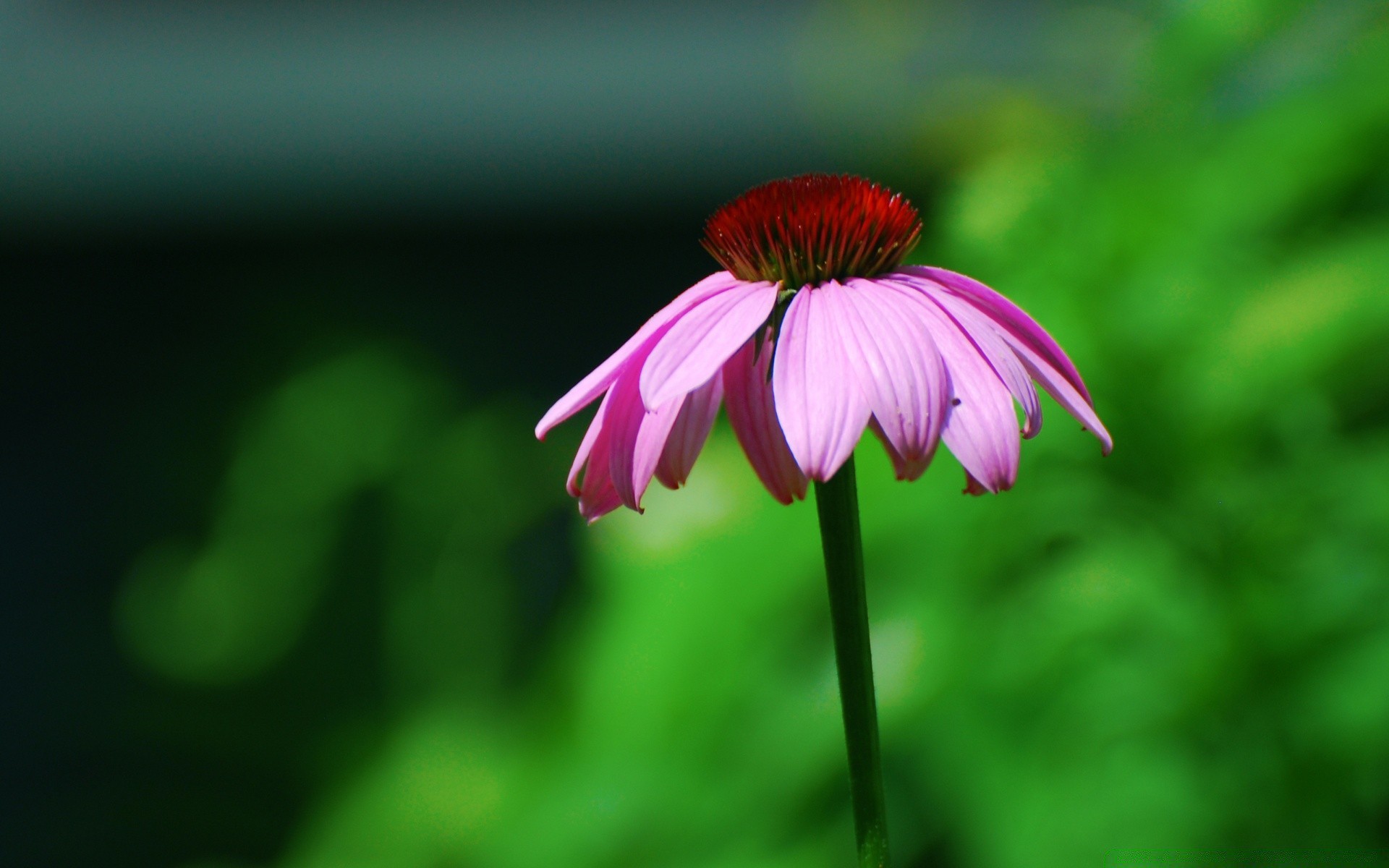 kwiaty natura lato kwiat flora liść na zewnątrz