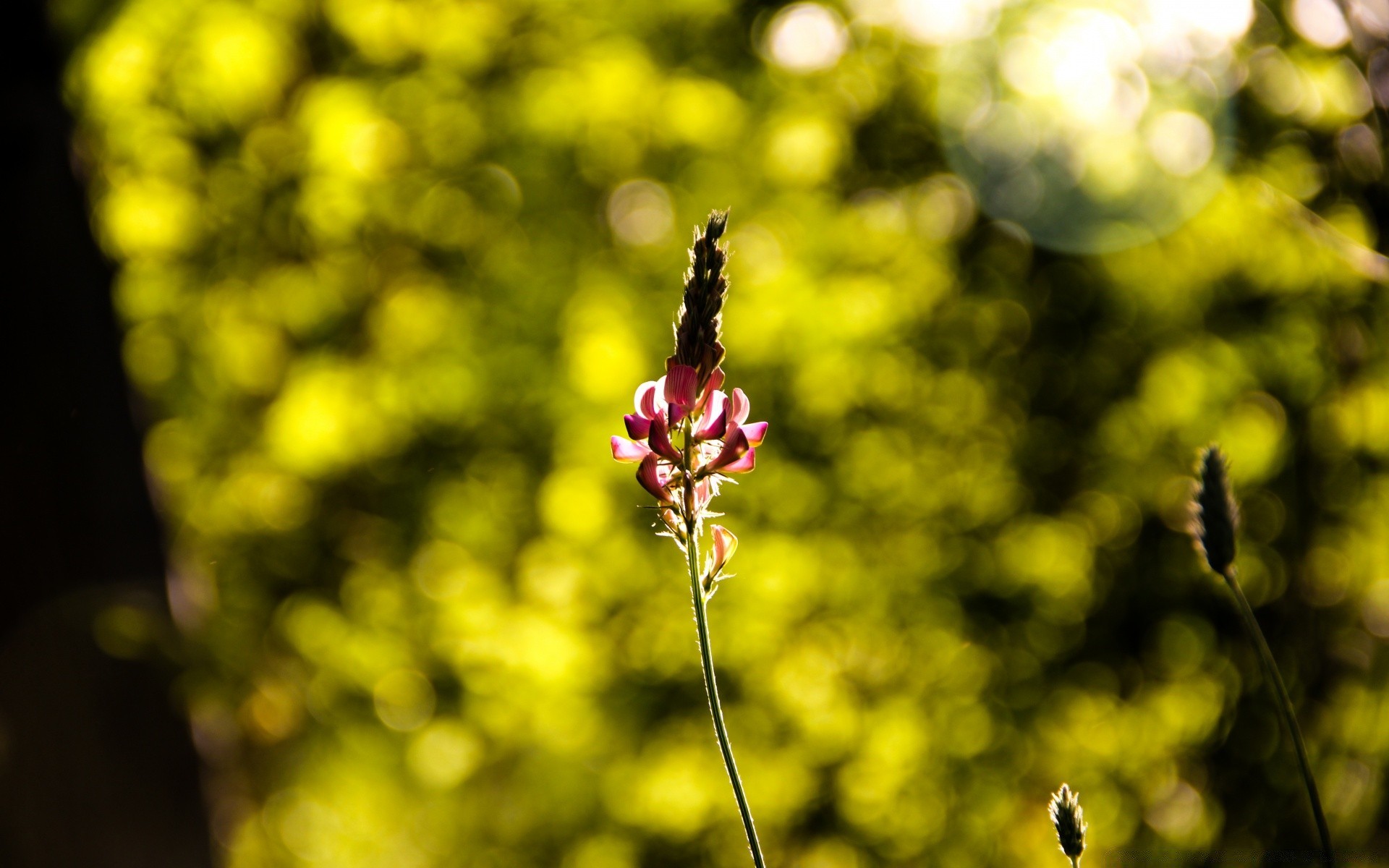 花 花 自然 植物 花园 叶 夏天 明亮 颜色 生长 季节 树 公园 户外 好天气