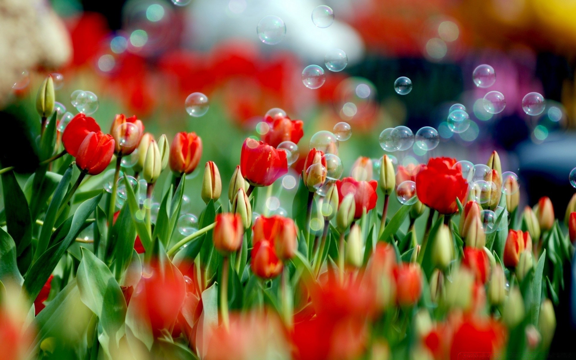 flowers tulip nature garden color season leaf flower field bright celebration flora park decoration