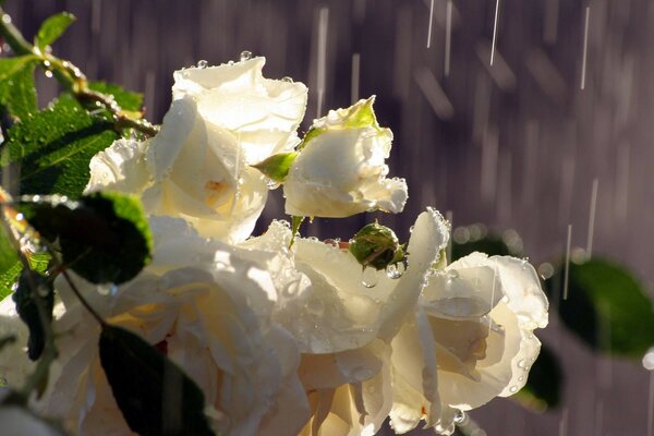 A bush of white roses in the village