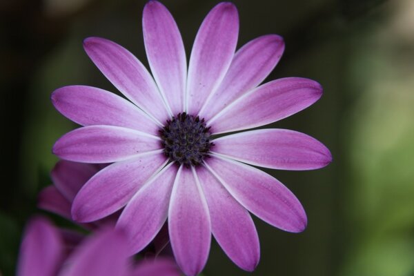 A flower with purple petals. Blurred background