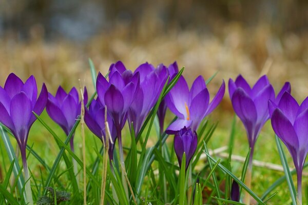 Schöne lila Blumen in der Natur