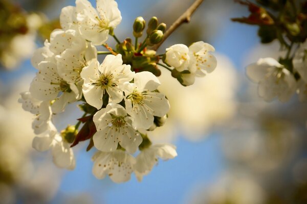 Arbre à fleurs au printemps avec des fleurs blanches