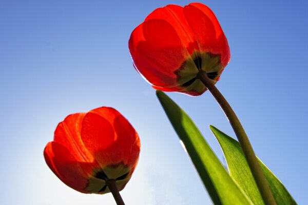 die belebte Natur. Rote Tulpen