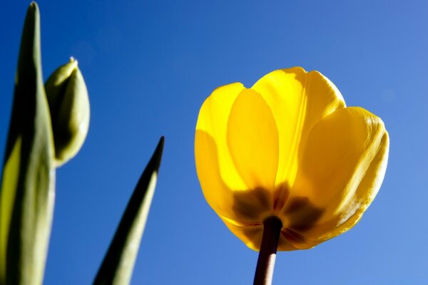 Yellow tulips messenger of separation