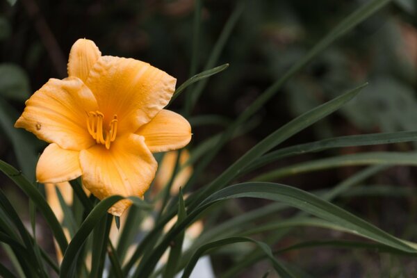 Warme gemütliche helle Blume