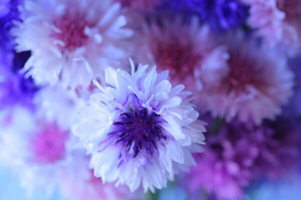 Azurblauer Hintergrund. Schöne blaue Blumen