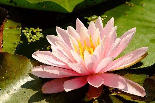 Beautiful lotus in the swamp