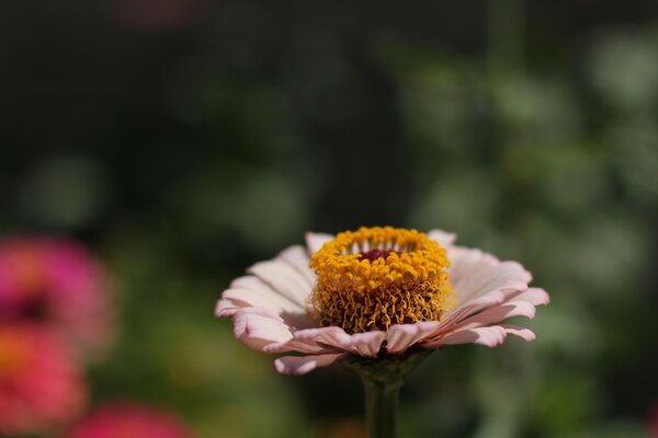 Gros plan de Marguerite blanche