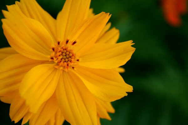 Bright yellow flower on a green background