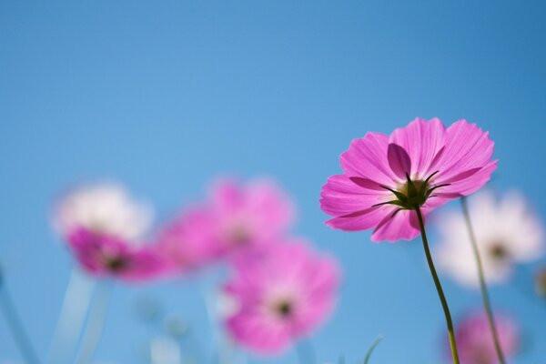 Flor rosa contra el cielo azul