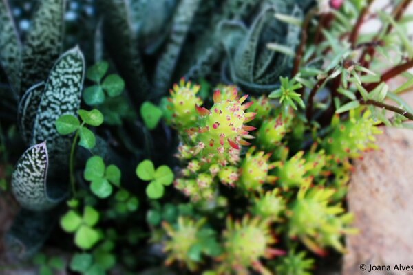 Plantas em close-up Verde