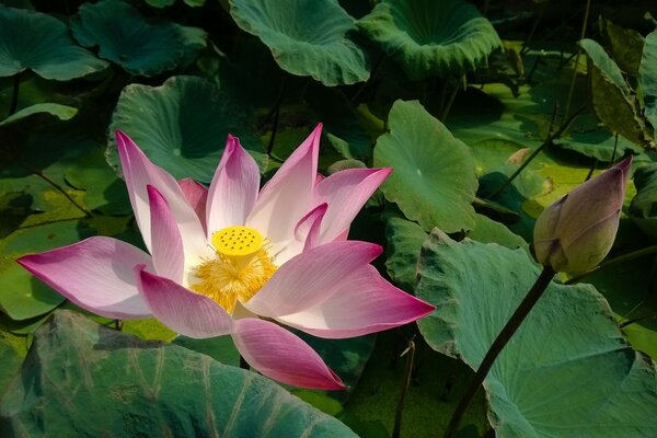 Pink blooming lotus in leaves