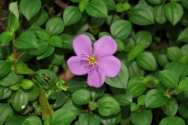 Pink flower on a background of green leaves